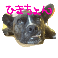 [LINEスタンプ] pikorinu