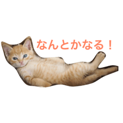 [LINEスタンプ] 茶トラさんのスタンプ