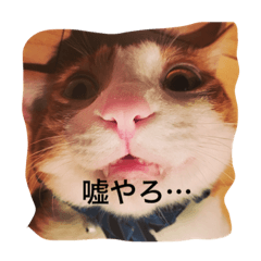 [LINEスタンプ] 茶白猫の関西弁