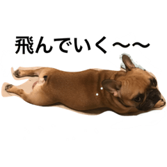 [LINEスタンプ] フレブルとパグの日常