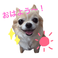 [LINEスタンプ] はぴはぴはぴちゃん