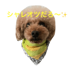 [LINEスタンプ] トイプードルのアポコロちゃん。秋編