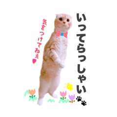 [LINEスタンプ] ねこまみれ♪