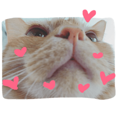 [LINEスタンプ] ねこのテト