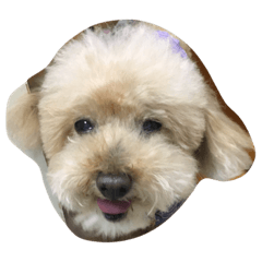 [LINEスタンプ] My DoG BLUE