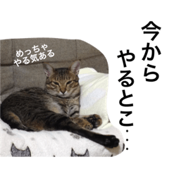 [LINEスタンプ] 素敵なにゃんこ生活2