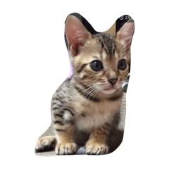 [LINEスタンプ] Quito！