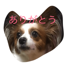 [LINEスタンプ] 水野犬