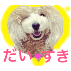 [LINEスタンプ] トイプードル ルッチャンとハイちゃん