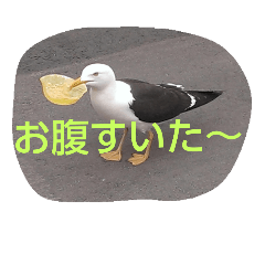 [LINEスタンプ] BIRD STANP