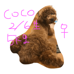 [LINEスタンプ] デカプーCOCOちゃん