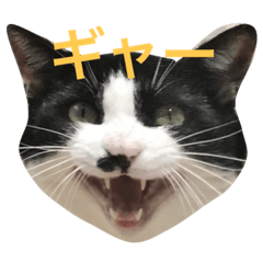 [LINEスタンプ] おらぎんのすけ