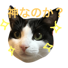 [LINEスタンプ] おしゃべりゆずくん