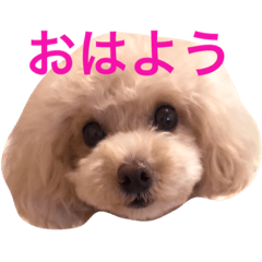 [LINEスタンプ] リロたんからのご挨拶