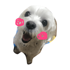[LINEスタンプ] マルシーズーのナナちゃん
