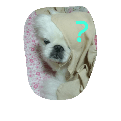 [LINEスタンプ] 鼻ぺちゃのびくん