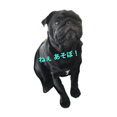 [LINEスタンプ] 黒パグのタロ