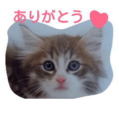 [LINEスタンプ] 猫のミラちゃん