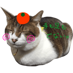 [LINEスタンプ] 猫ぐら