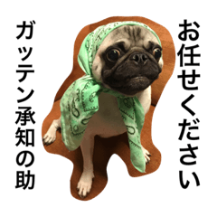 [LINEスタンプ] パグのはまち1