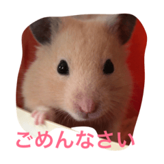 [LINEスタンプ] 可愛い動物たちの普段使いスタンプです