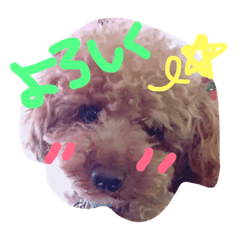 [LINEスタンプ] トイプードルちゃちゃまる