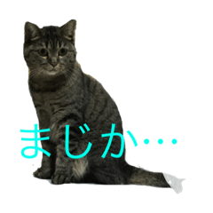 [LINEスタンプ] 我が家の猫ちゃん達です