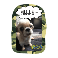 [LINEスタンプ] Mr.Toranosuke