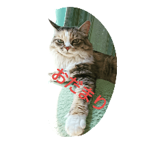 [LINEスタンプ] egoistic cat