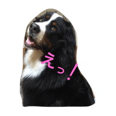 [LINEスタンプ] レオンファミリー＆りゅうたん