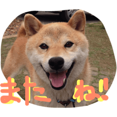 [LINEスタンプ] 柴犬チップ
