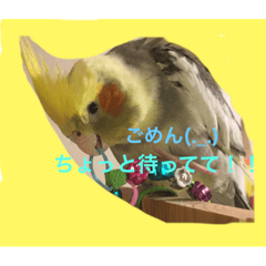 [LINEスタンプ] オカメインコのラッキーちゃん