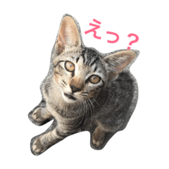 [LINEスタンプ] ちびにゃんズ