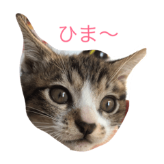 [LINEスタンプ] くーちゃんと子猫と日常