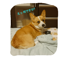 [LINEスタンプ] コーギー犬momo2