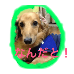 [LINEスタンプ] マイペースJOYの日常
