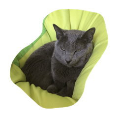 [LINEスタンプ] ねこいぬ。