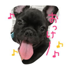 [LINEスタンプ] 今日のちょび