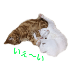 [LINEスタンプ] ucino neko 2hiki 3