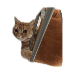 [LINEスタンプ] ucino neko 2hiki 4