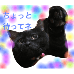 [LINEスタンプ] 黒猫のくつ君