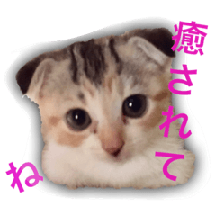 [LINEスタンプ] 三毛猫マンチカンももちゃん