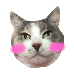 [LINEスタンプ] ツンデレみゃーちゃん