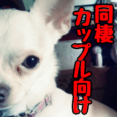 [LINEスタンプ] モチャ犬梅子スタンプ 同棲カップル編