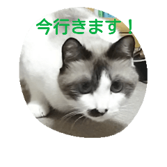 [LINEスタンプ] どんすけ