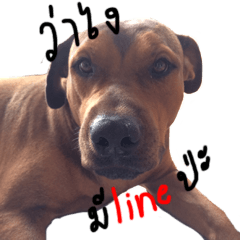 [LINEスタンプ] Thongmuan the dog