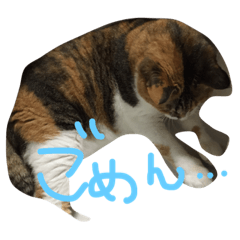 [LINEスタンプ] ちゃむあんどちゃー