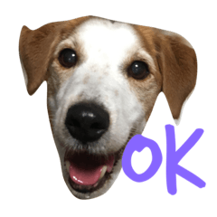 [LINEスタンプ] そらわんわんこ