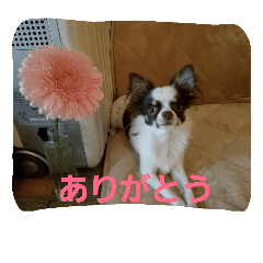 [LINEスタンプ] お茶目なGONN 2
