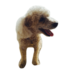 [LINEスタンプ] Raejinnie Pets